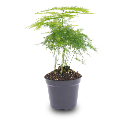 Asparagus - Potsize 6 Cm - 15-20 Cm High
