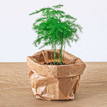 Asparagus - Potsize 6 Cm - 15-20 Cm High