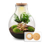 Terrarium Diy Kit - Big Paul Red Xl - Bottle Garden - ↑ 40 Cm