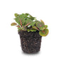 Fittonia Bubble Red - Red And Green - Mosaic Plant