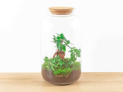 Terrarium Diy Kit - Sven Hedera Bonsai - Bottle Garden - ↑ 43 Cm