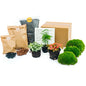 Plant Terrarium Package - Asparagus - 3 Terrarium Plants - Refill & Starter Package - Diy Terrarium Kit