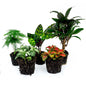 Plant Terrarium Set - Lancifolia - 5 Plants - Palm - Calathea Lancifolia - Asparagus - Red & White Fittonia