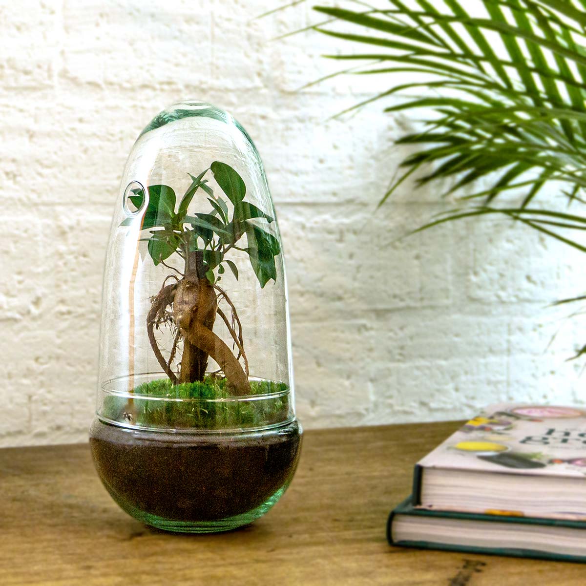 Terrarium Diy Kit - Bottle Garden - ↑ 25 Cm