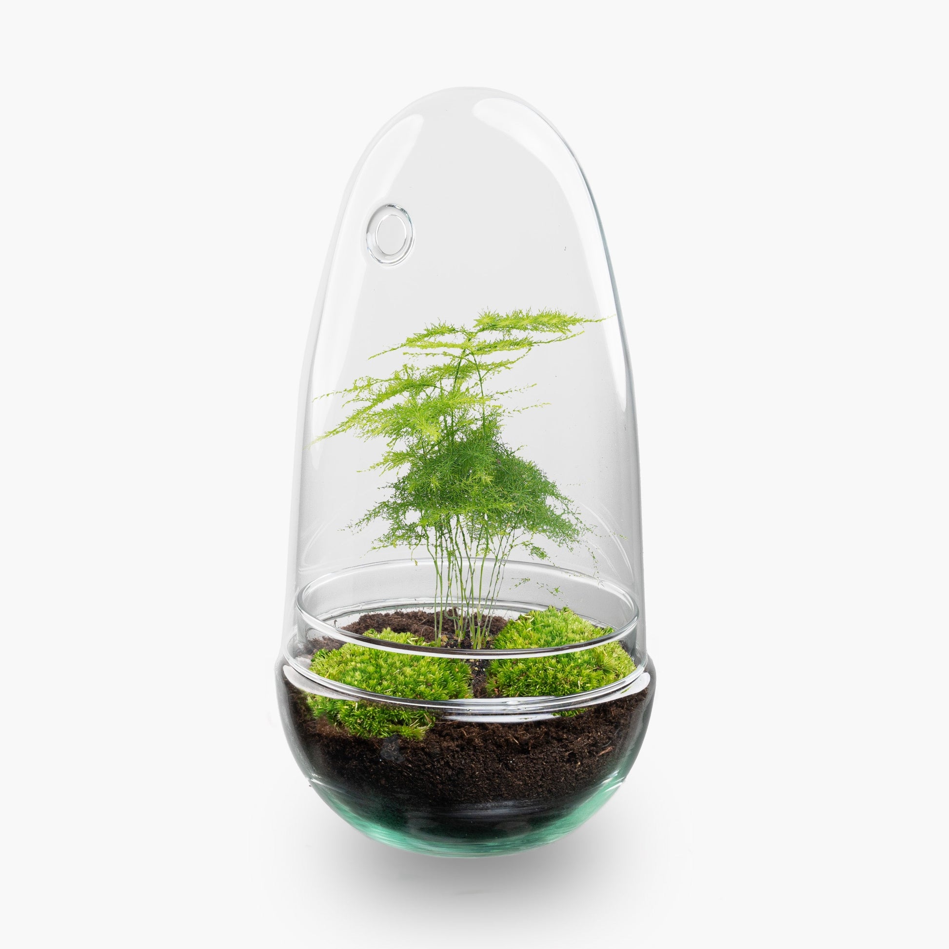 Terrarium Diy Kit - Bottle Garden - ↑ 25 Cm