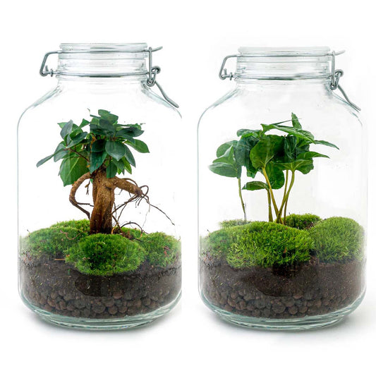 Jar Terrarium Kit - Calathea Lancifolia - Bottle Garden - ↑ 28 Cm