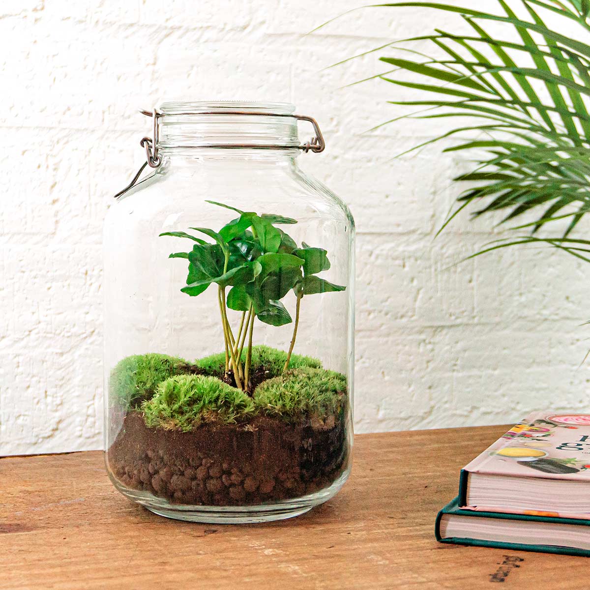 Jar Terrarium Kit - Calathea Lancifolia - Bottle Garden - ↑ 28 Cm