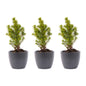 Mini Christmas Tree Set 3 - Includes 3X Pot Boule Anthracite