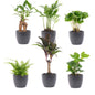 Mini Plant Set 12 - Includes 12X Boule Anthracite Pot