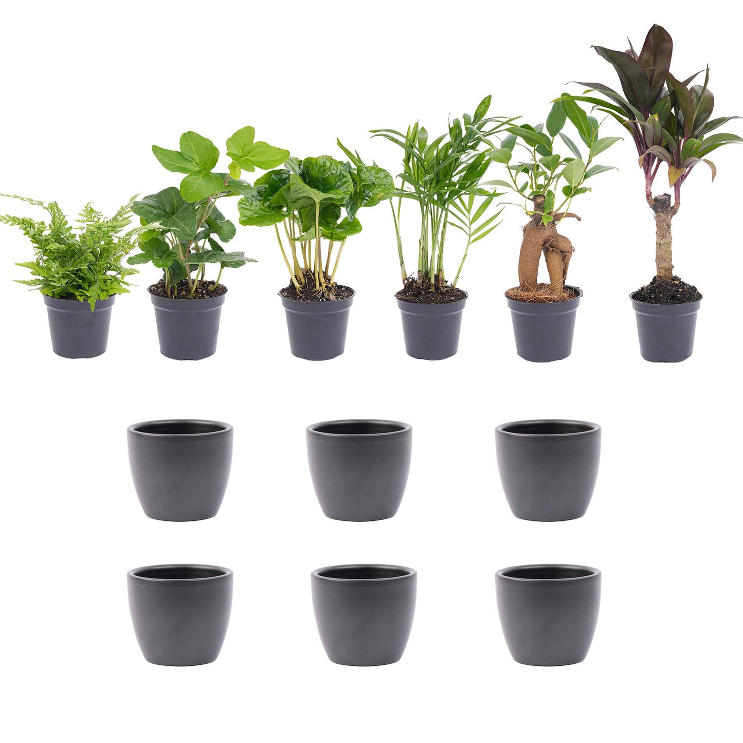 Mini Plant Set 12 - Includes 12X Boule Anthracite Pot