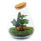 Terrarium Diy Kit - Drop Xxl Red - Bottle Garden - ↑ 43 Cm